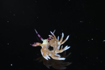 Media type: image;   Malacology 393738 Description: live specimen;